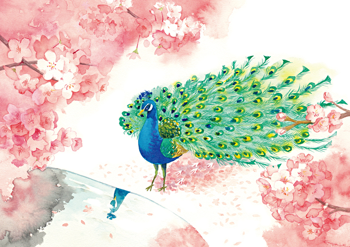 孔雀と桜 水彩イラスト